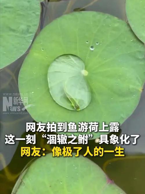 澳采全年资料大全:网友拍到鱼游荷上露
