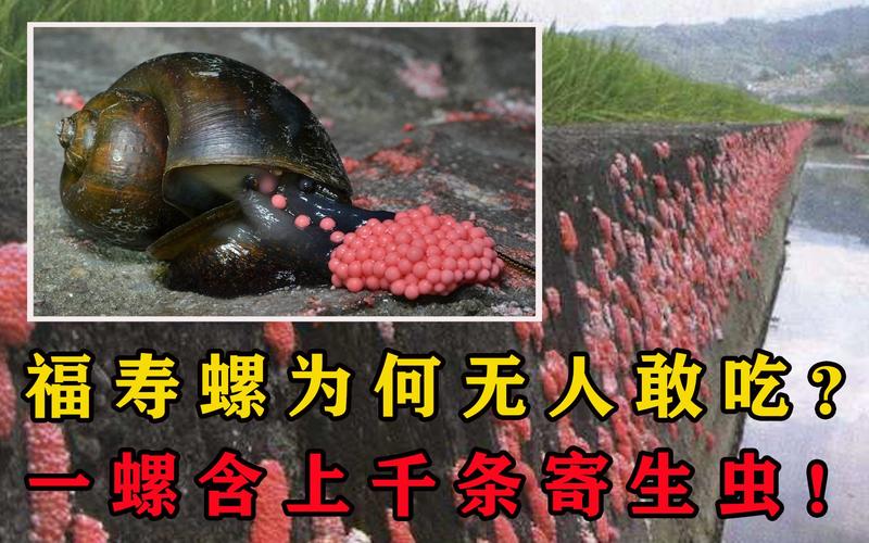澳门研究生资料2025和自来水中含活体虫与自来水中含活体虫吗